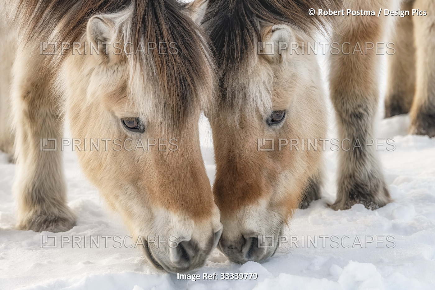 Horses nibbling on the snow; Whitehorse, Yukon, Canada