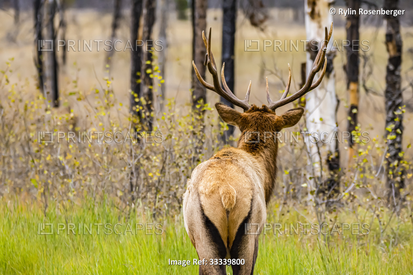 View taken from behind of an elk (Cervus canadensis) standing in a funny pose ...