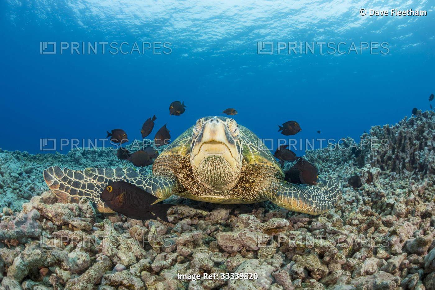 This green sea turtle (Chelonia mydas), an endangered species, is having it's ...