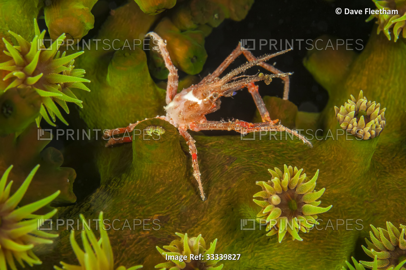 A White-V hydroid crab (Hyastenus borradailei) on a colony of green tube coral ...