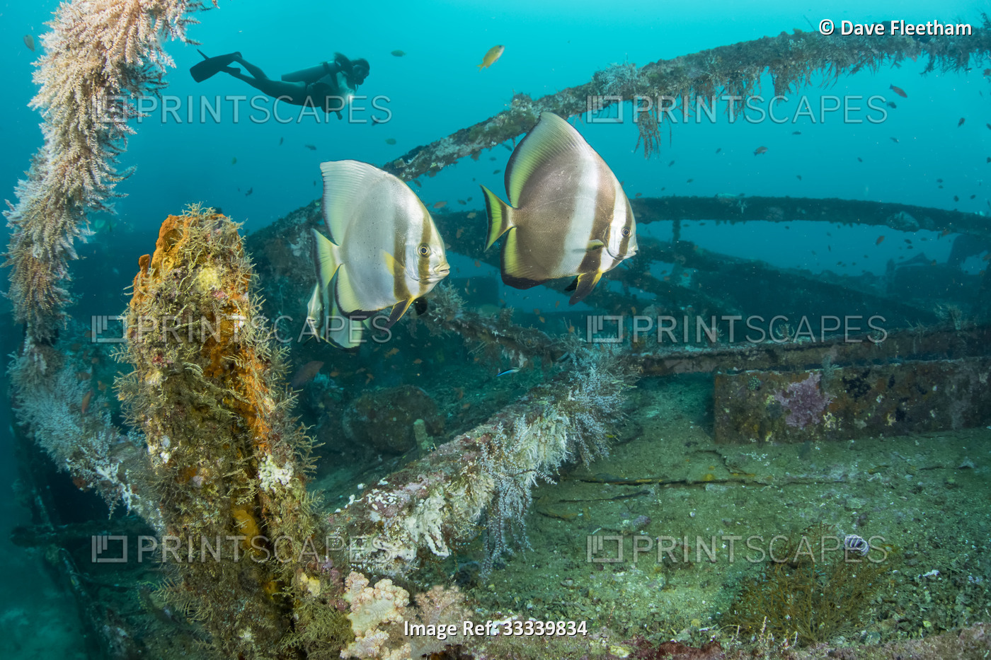 Diver and dusky batfish (Platax pinnatus) on the wreck of the Alma Jane off ...