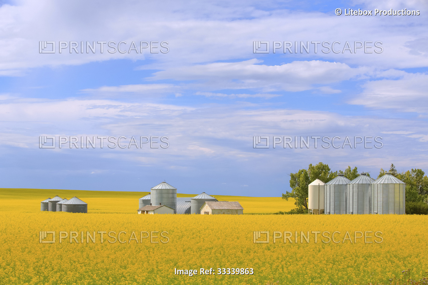 Grain bins on a ripening canola field; Alberta, Canada