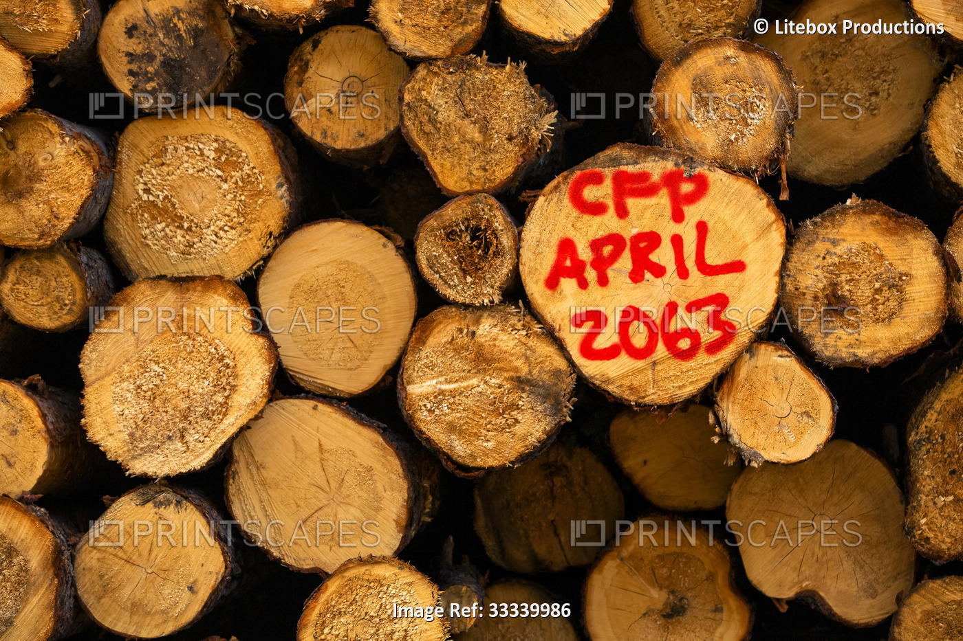 Close-up of the ends of cut logs stacked for storage with date stamp ...