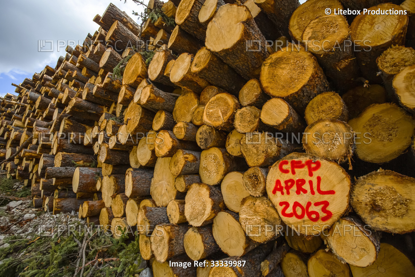 Numerous cut logs in a pile, one log labelled 'CFP April 2063' on it's end; ...