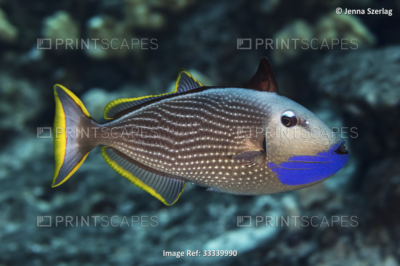 Portrait of a male gilded triggerfish (Xanthichthys auromarginatus); Maui, ...