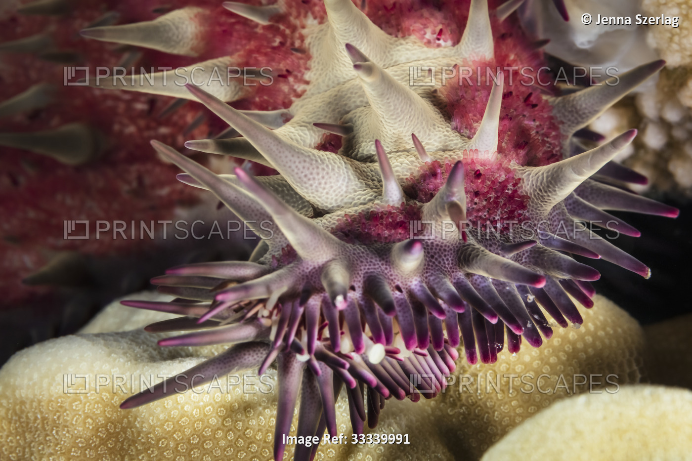 Close-up of a Crown of Thorns Starfish (Acanthaster planci); Maui, Hawaii, ...