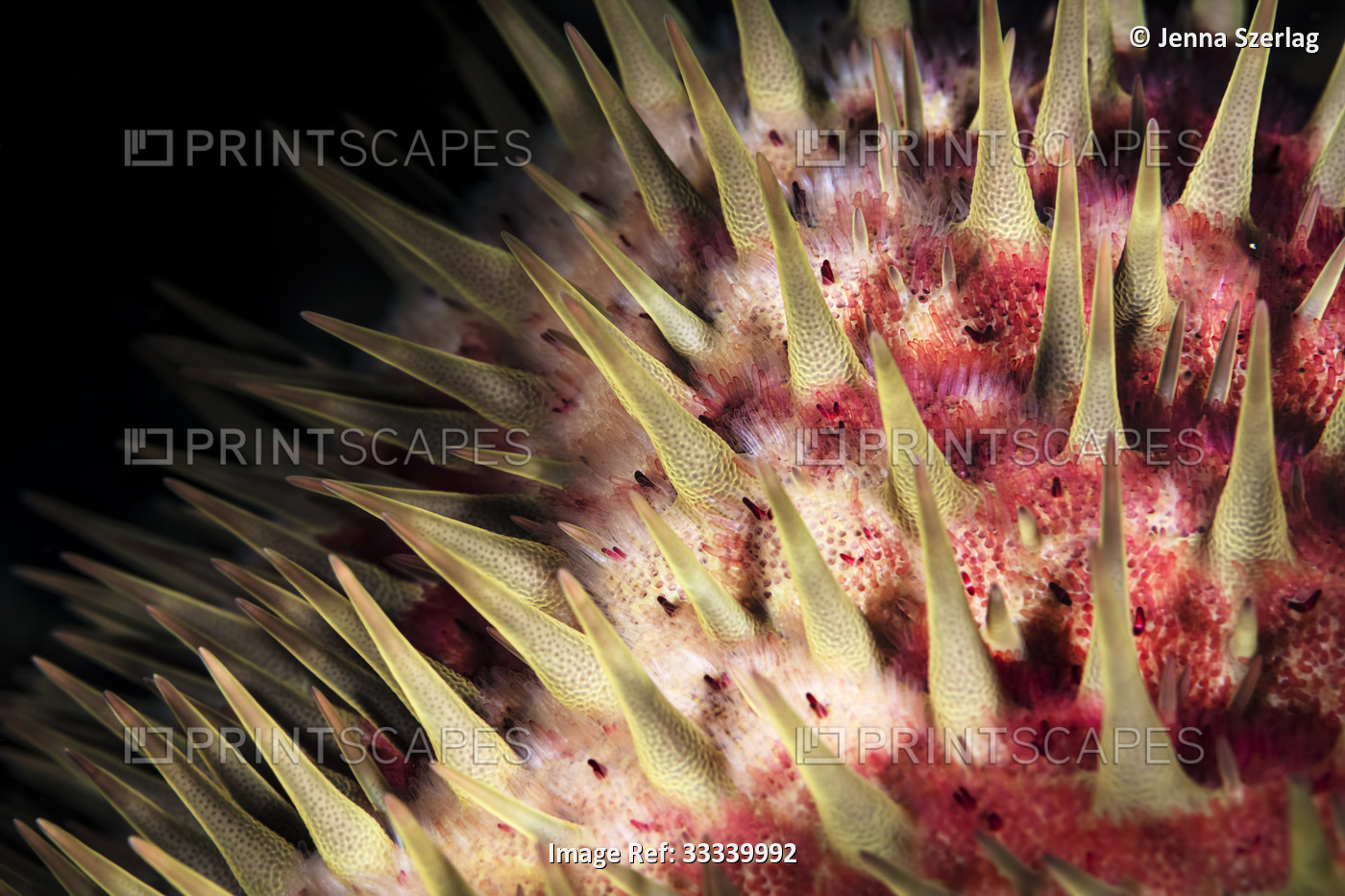 Macro detail of Crown-of-Thorns Starfish (Acanthaster planci); Maui, Hawaii, ...