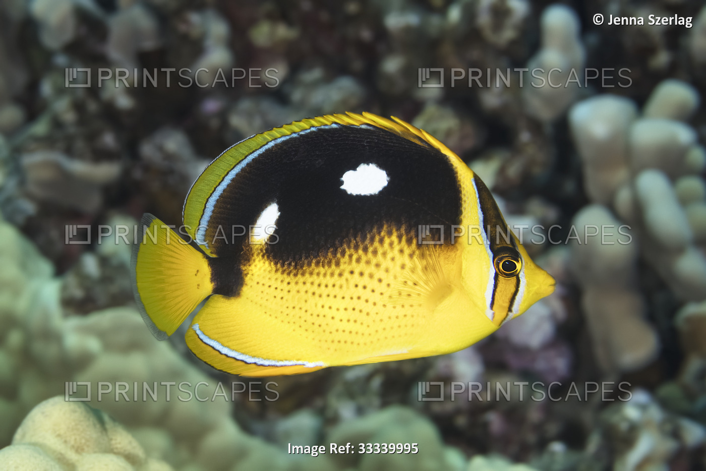 Close-up portrait of a Fourspot Butterflyfish (Chaetodon quadrimaculatus); ...