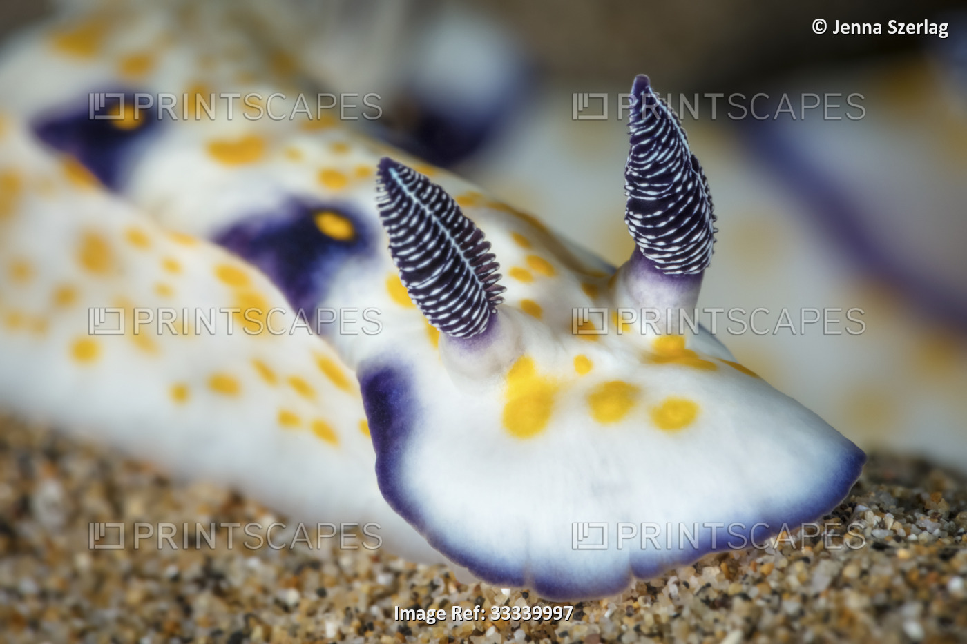 Imperial Nudibranch (Hypselodoris imperialis); Maui, Hawaii, United States of ...