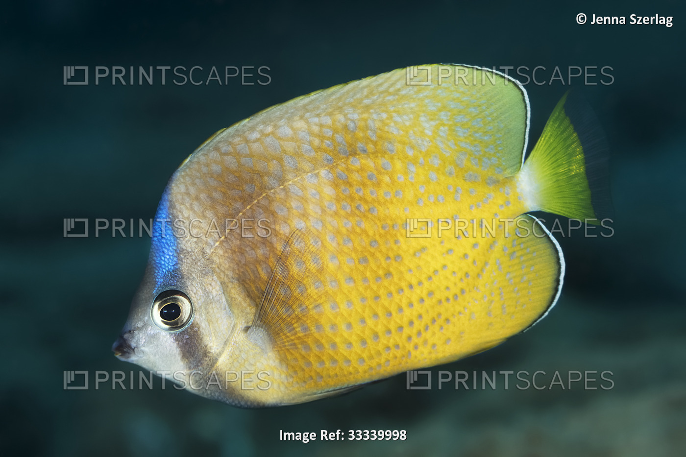 Blacklip Butterflyfish (Chaetodon kleinii); Maui, Hawaii, United States of ...