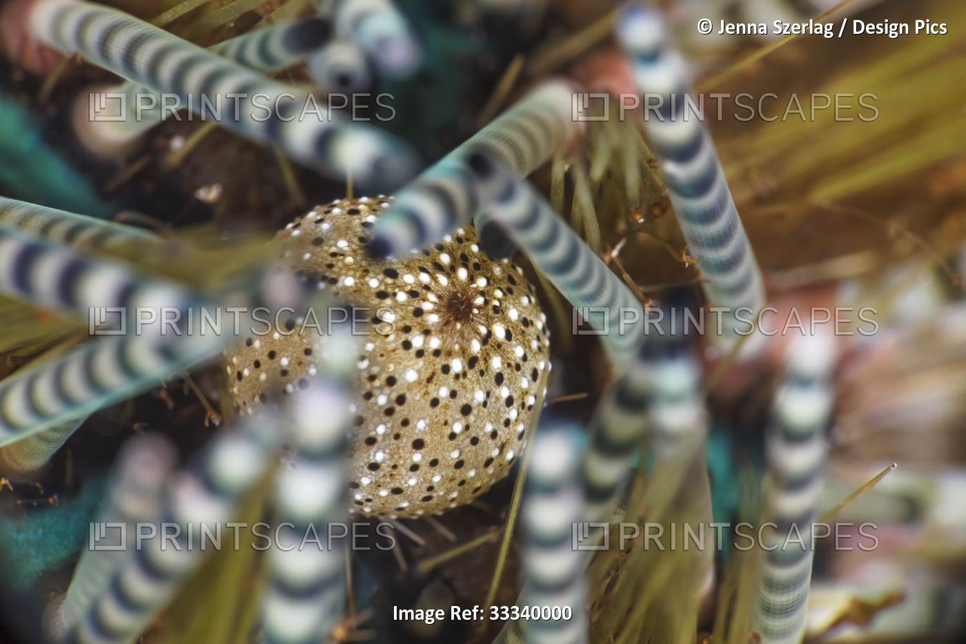 Banded Sea Urchin (Echinothrix calamaris); Maui, Hawaii, United States of ...