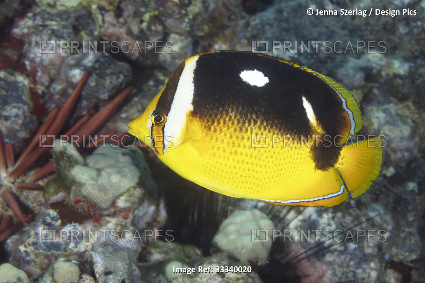 Fourspot Butterflyfish (Chaetodon quadrimaculatus); Maui, Hawaii, United States ...