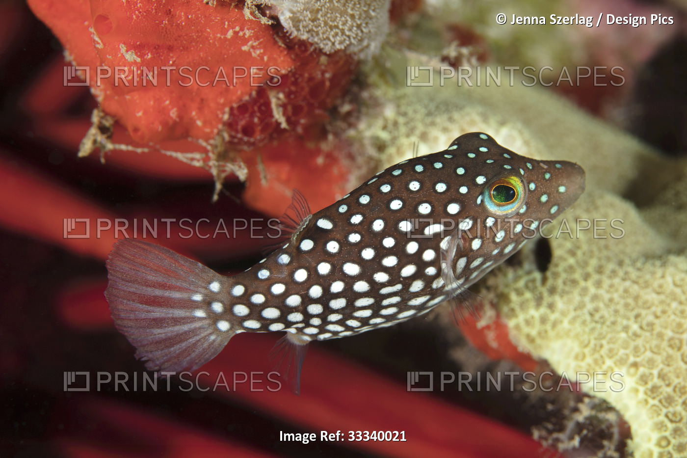 Close-up of Hawaiian Endemic White Spotted Toby (Canthigaster jactator); Maui, ...