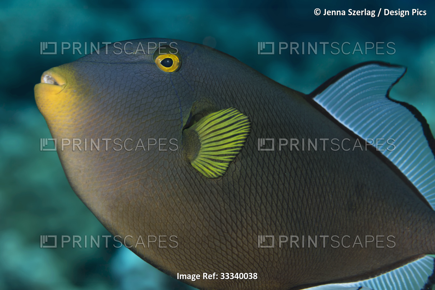 Pinktail Triggerfish (Melichthys vidua); Maui, Hawaii, United States of America