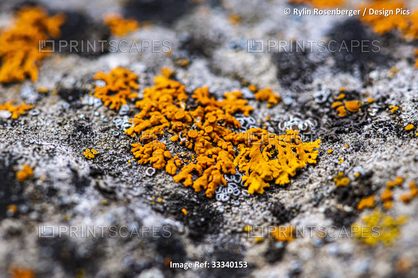 Orange lichen growing on the surface of a grey rock; Alberta, Canada
