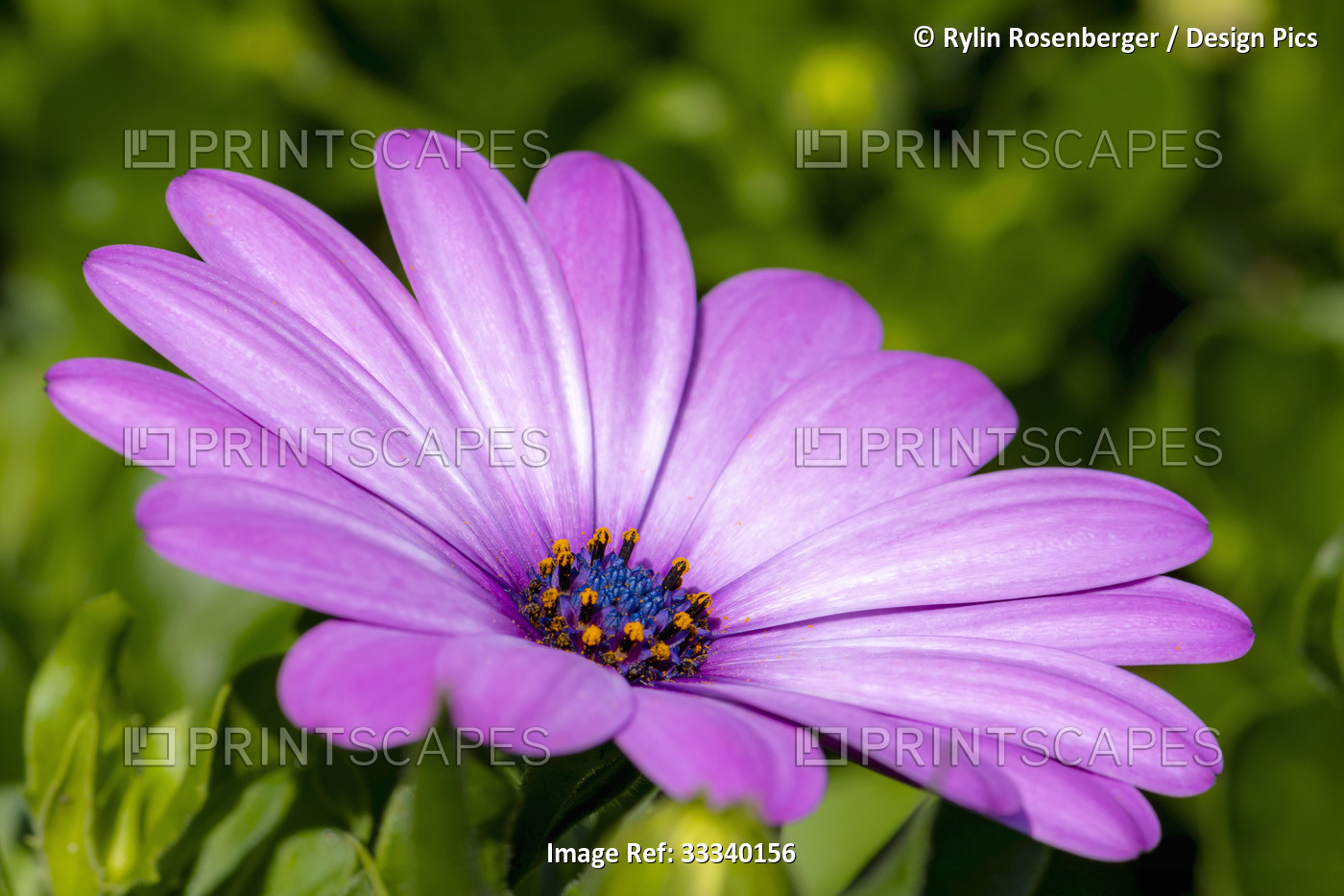 Purple African daisy (Osteospermum), Banff National Park; Banff, Alberta, Canada