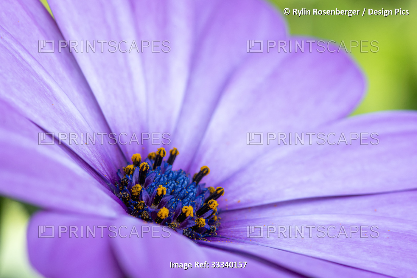 Purple African daisy (Osteospermum), Banff National Park; Banff, Alberta, Canada