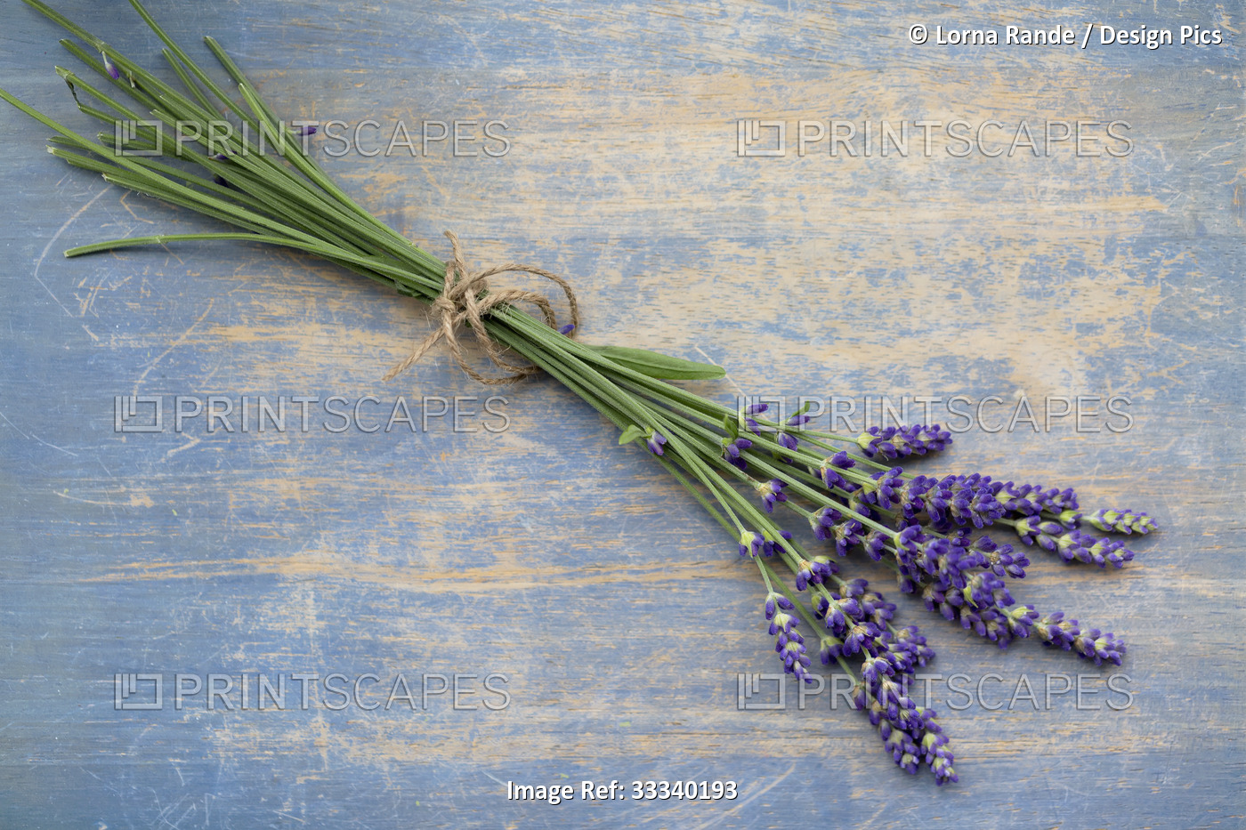 Lavender (Lavandula) posy on a wooden background; Studio Shot