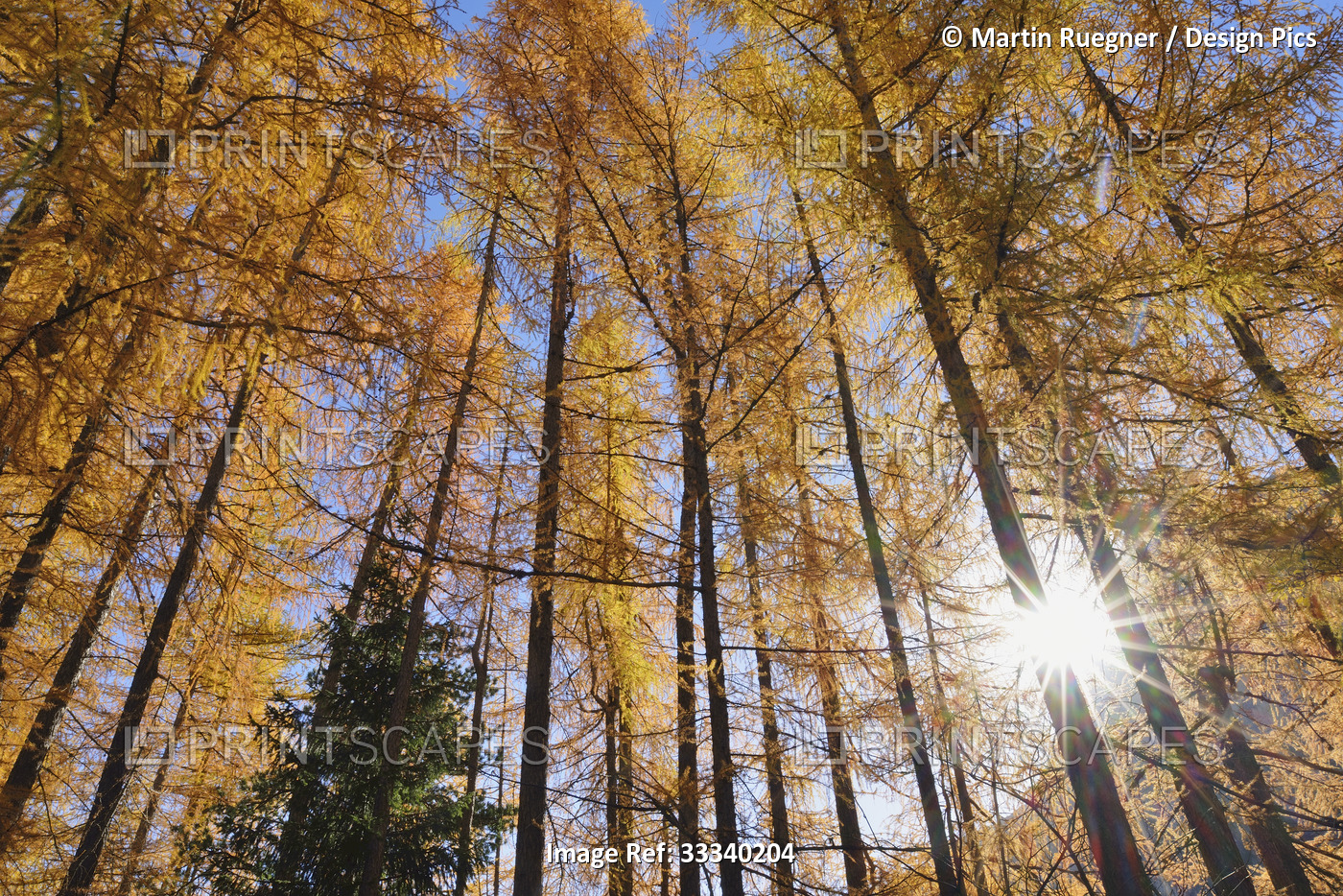 Sunburst through an autumn coloured forest; Trentino-Alto Adige, Italy