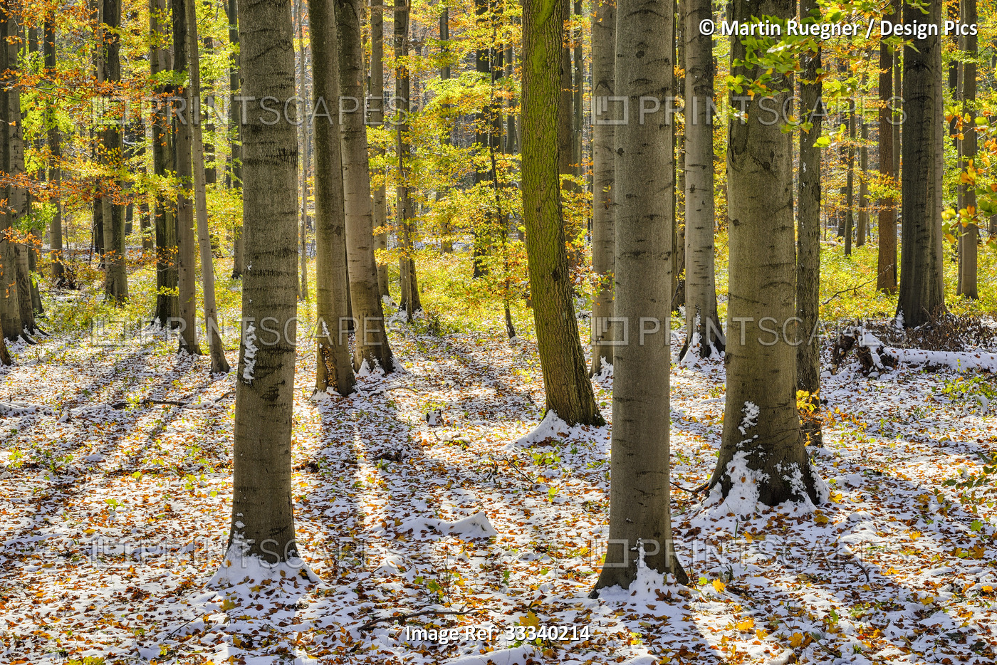 Forest in autumn with a light covering of snow on the ground and backlit ...