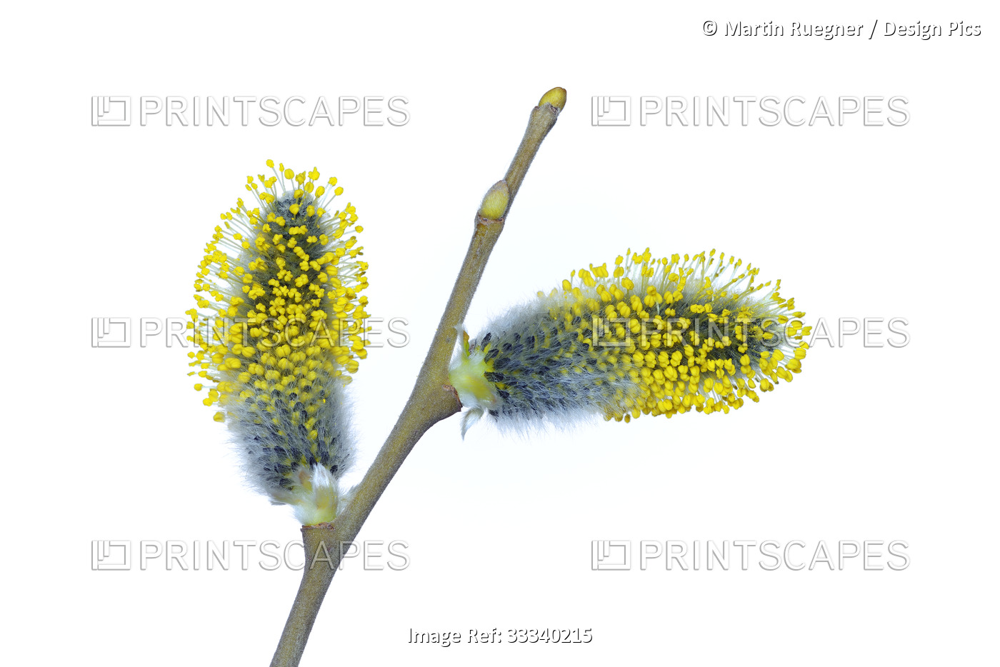 Close-up of a male catkin from a goat willow tree on a white background; Studio ...
