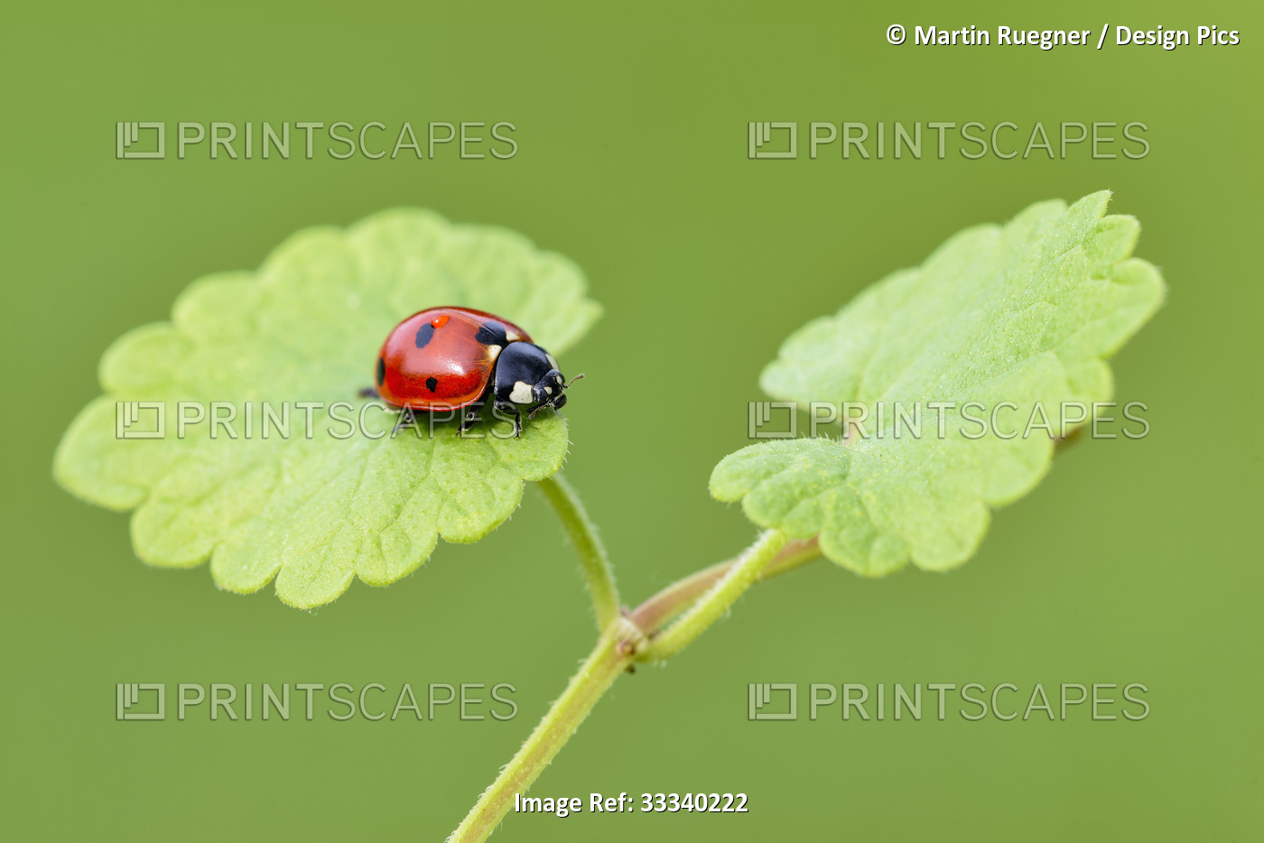 Seven-Spot Ladybird (Coccinella septempunctata) on a leaf against a green ...