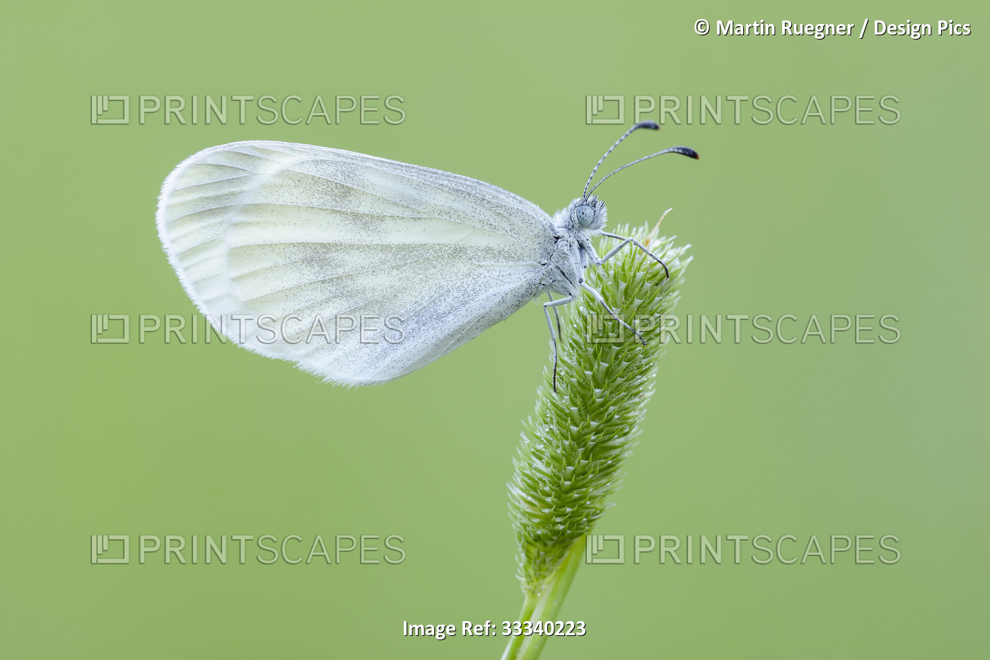 Wood White Butterfly (Leptidea Sinapis) resting on a plant with a green ...