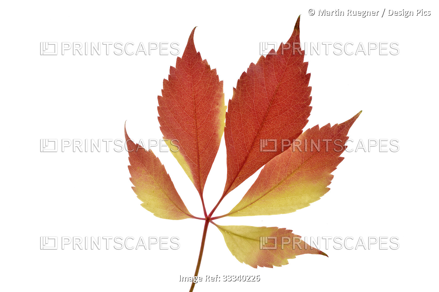 Close-up of a leaf from a Virginia creeper plant with autumn color on a white ...