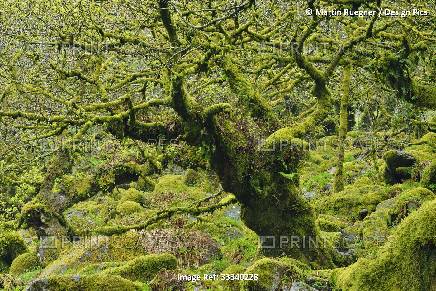 Mossy Oak Tree, Dartmoor National Park; Devon, England