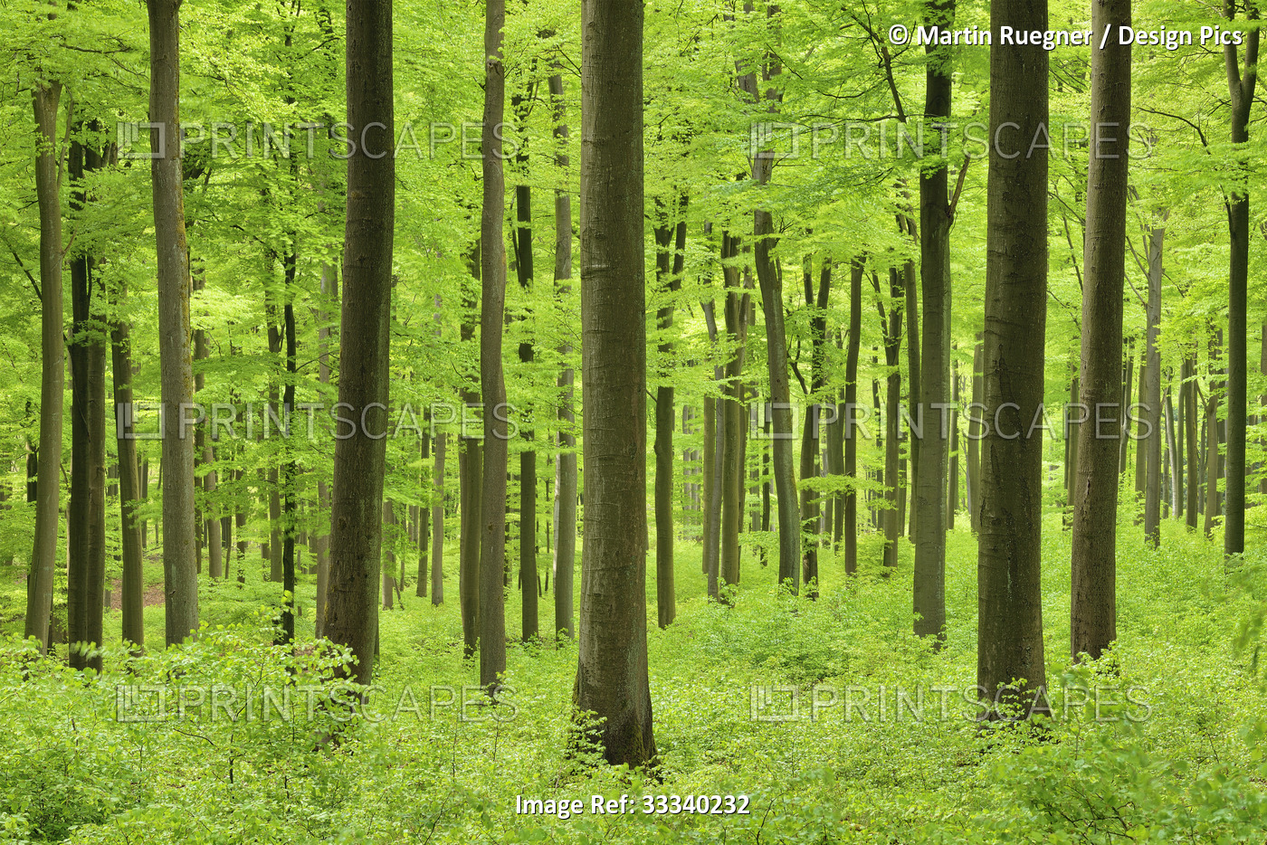 Bright green foliage in a forest; Rhineland-Palatinate, Germany