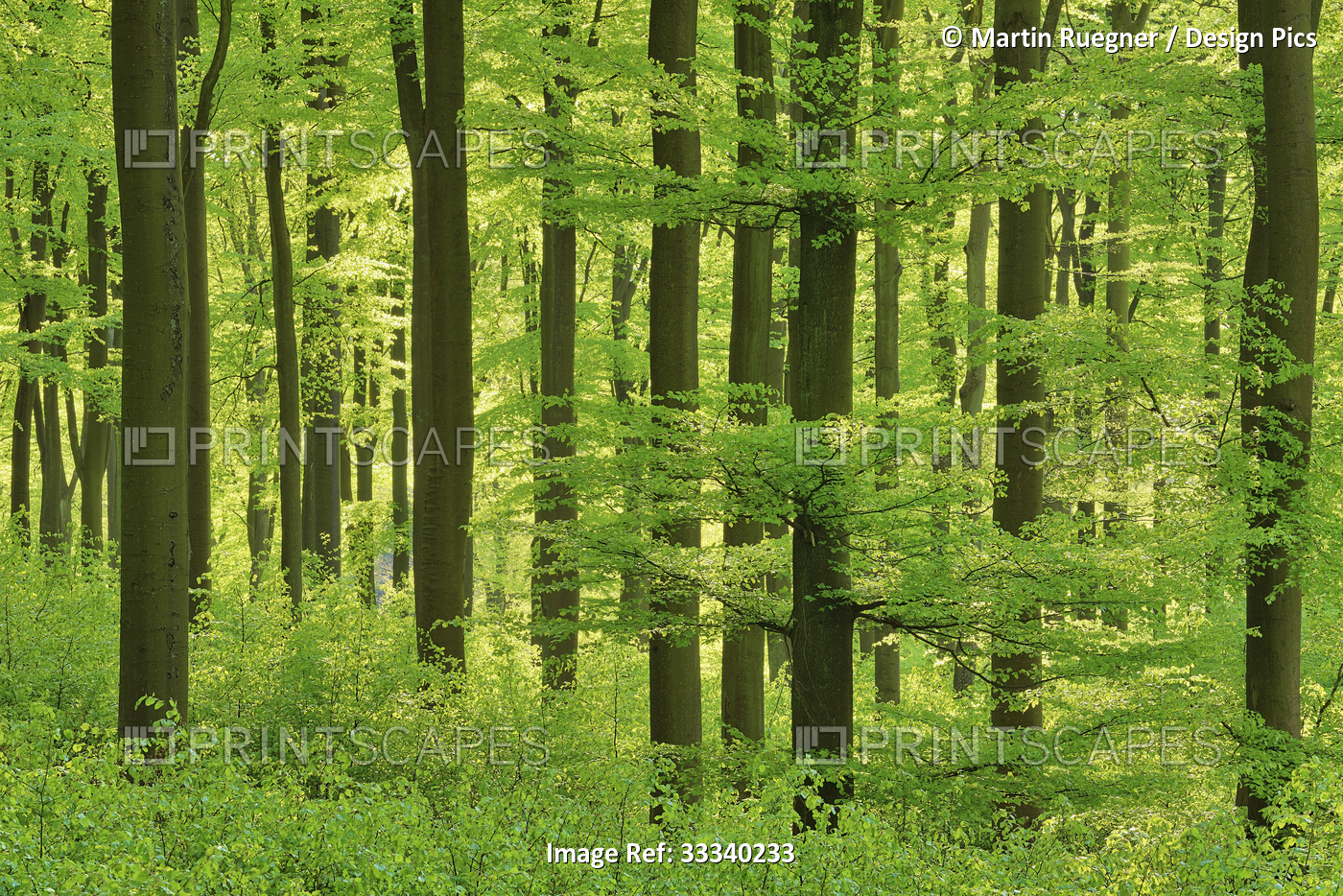 Bright green foliage in a forest; Rhineland-Palatinate, Germany