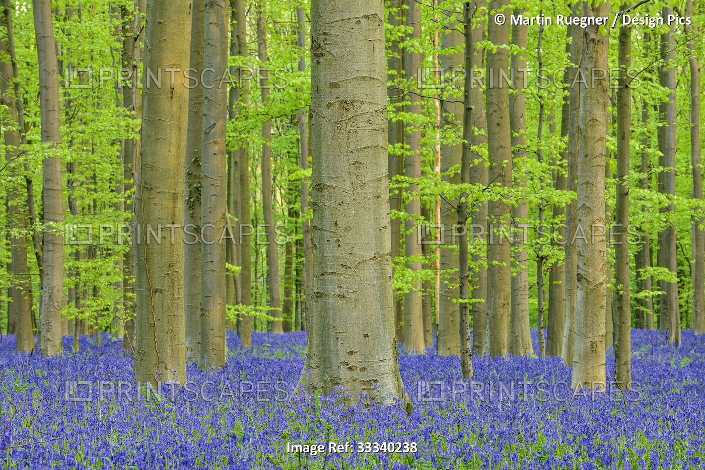 Bluebell flowers (Hyacinthoides non-scripta) carpet hardwood beech forest in ...