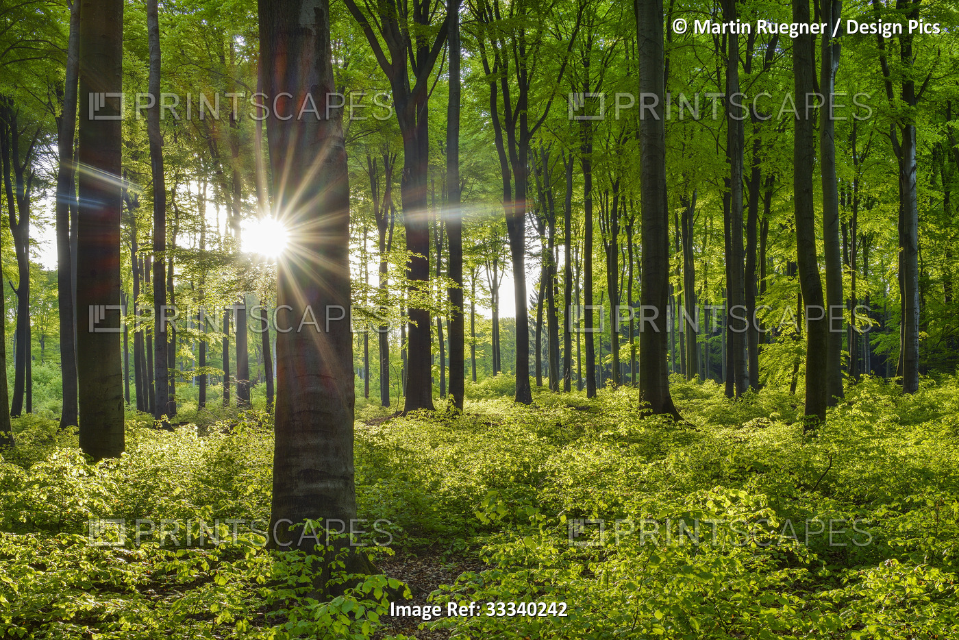 Forest in spring with sun and sunbeams; Westerwald, Rhineland-Palatinate, ...