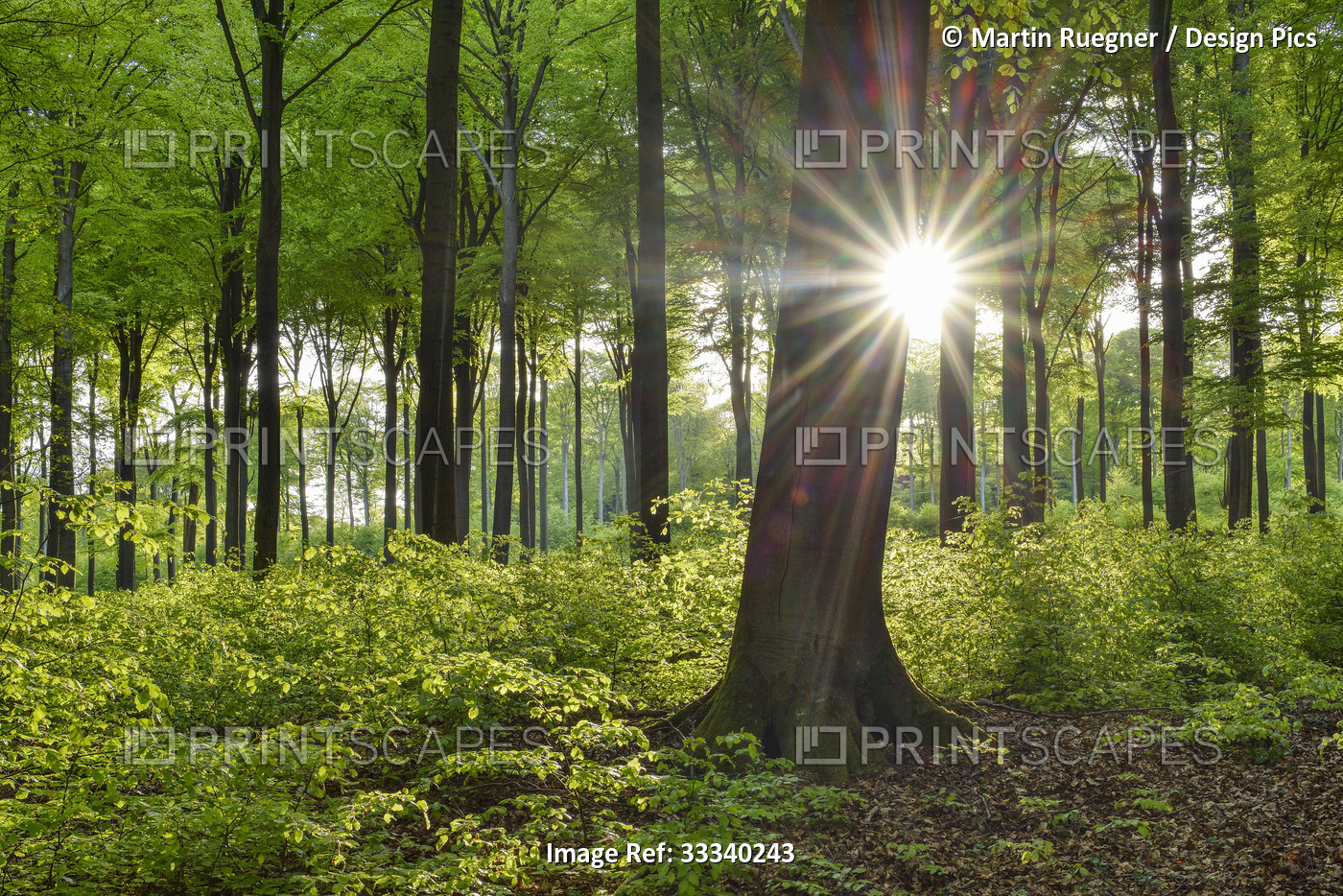 Forest in spring with sun and sunbeams; Westerwald, Rhineland-Palatinate, ...