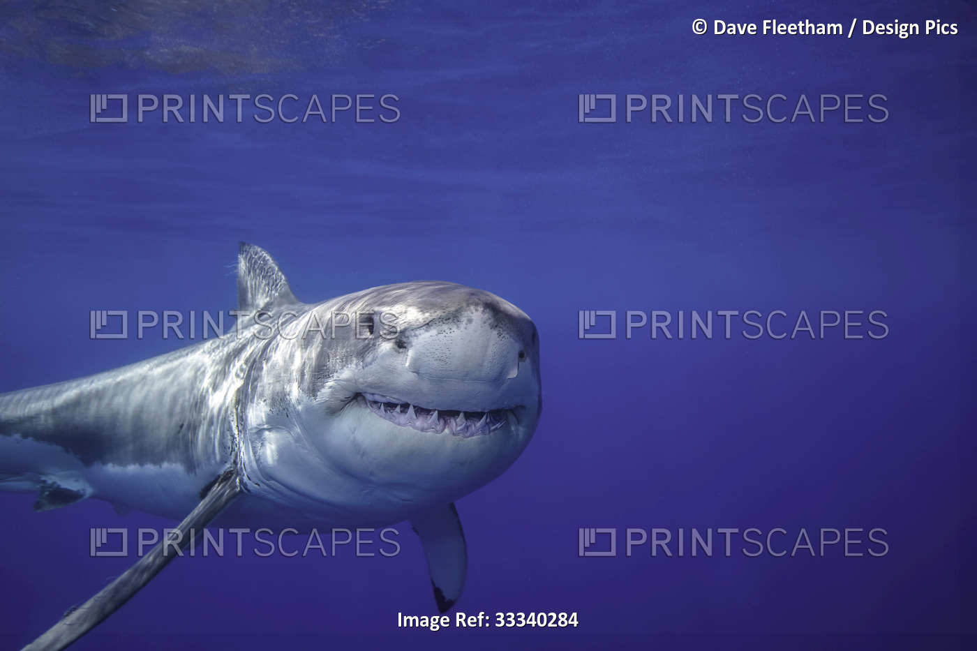 Great White Shark (Carcharodon carcharias); Mexico
