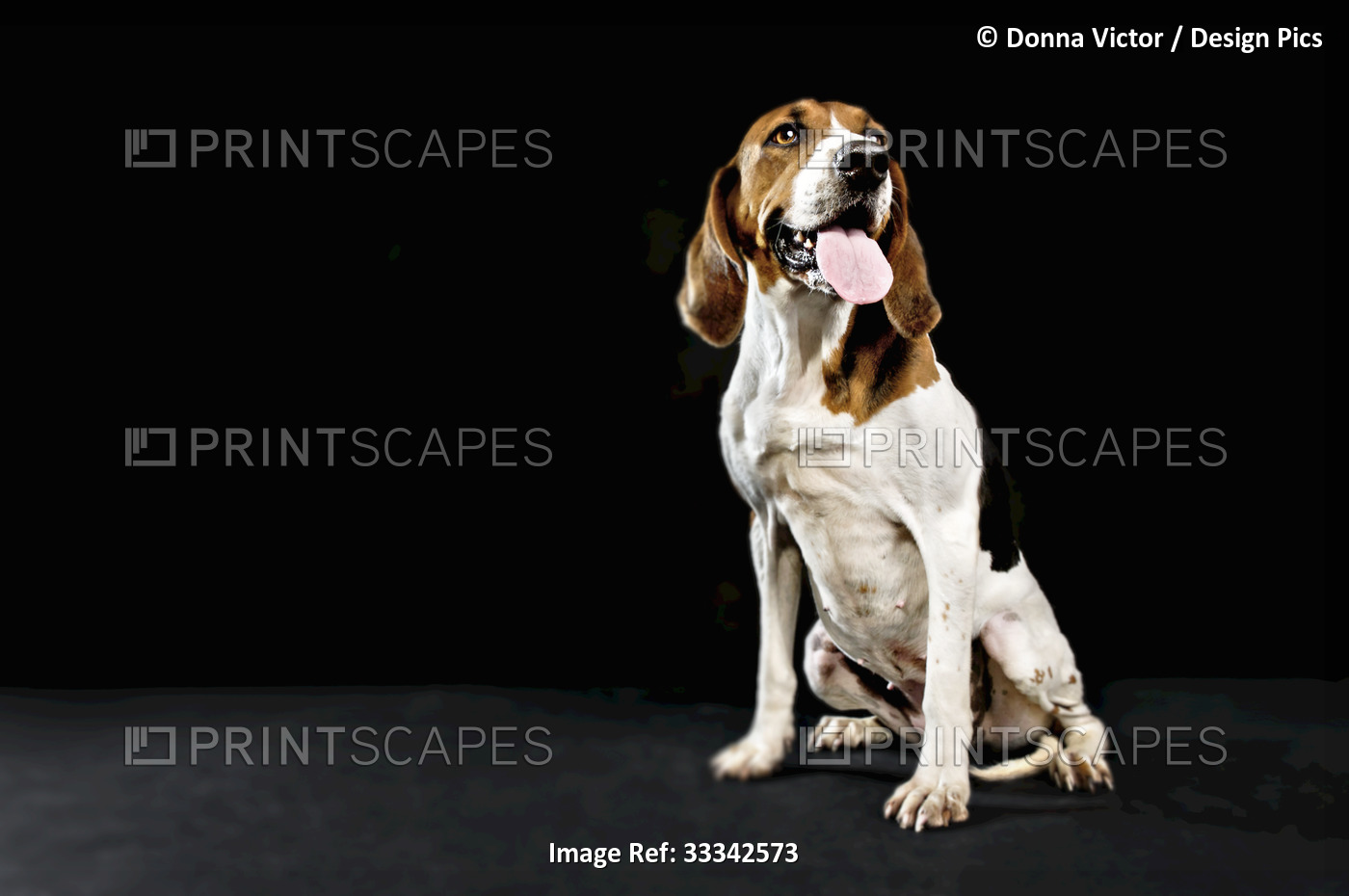 Portrait of a beagle in a studio against a black background