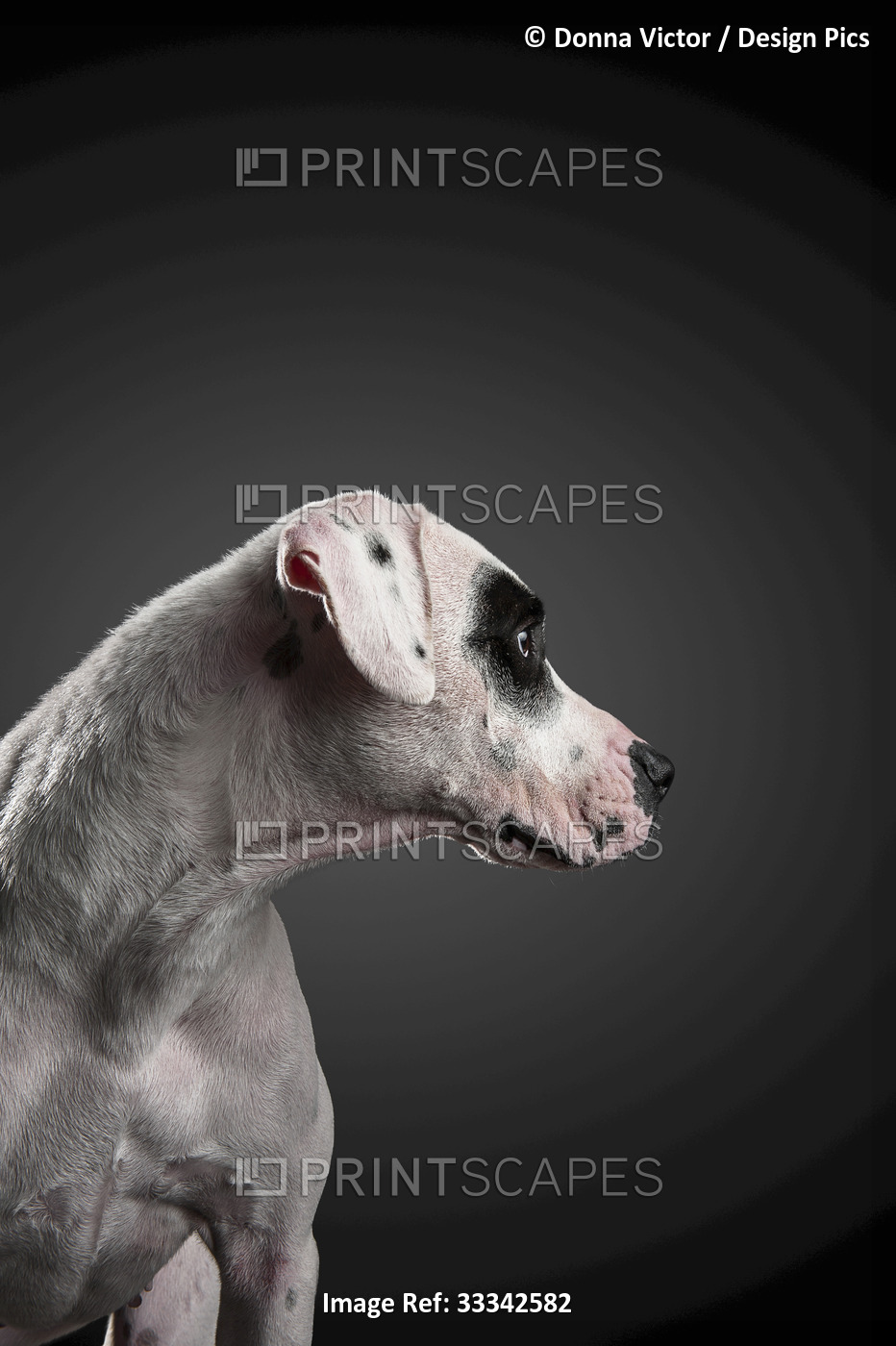 Portrait of a mixed breed dog against a black background