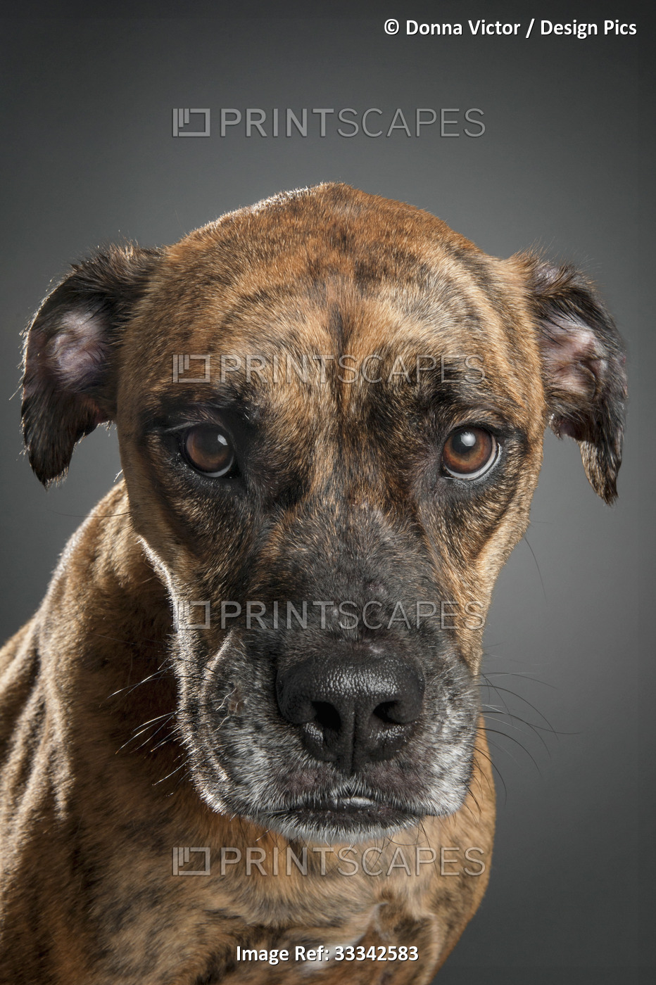 Portrait of a mixed breed boxer dog looking at the camera against a black ...