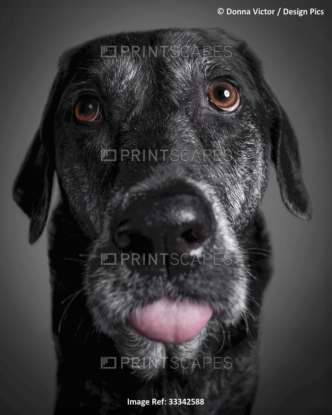 Portrait of a black labrador retriever sticking out it's tongue on a black ...