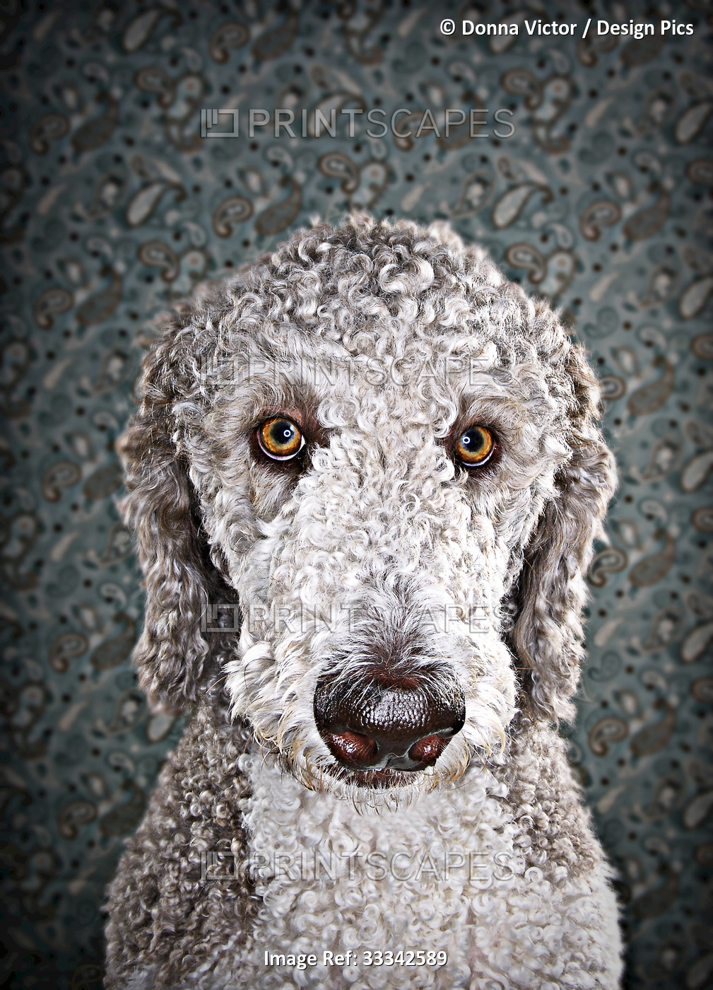 Close-up portrait of a parti poodle against a wall papered background; Studio ...