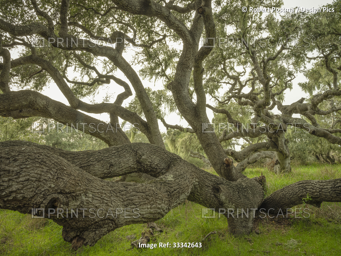 Gnarly tree in an oak forest; Los Osos, California, United States of America