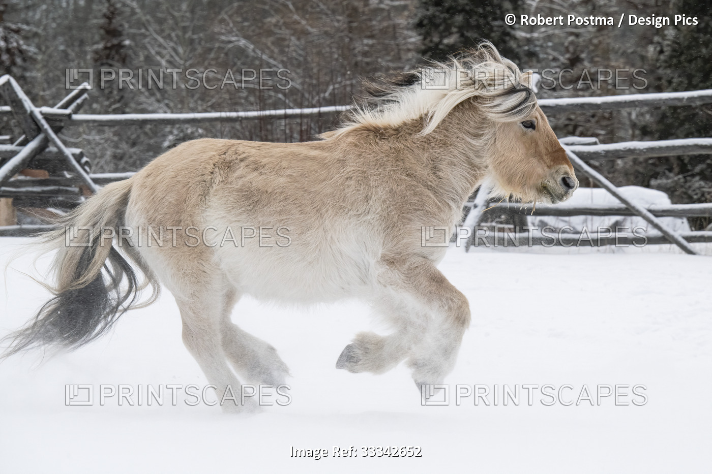 Horse (Equus ferus caballus) running through the snow; Whitehorse, Yukon, Canada