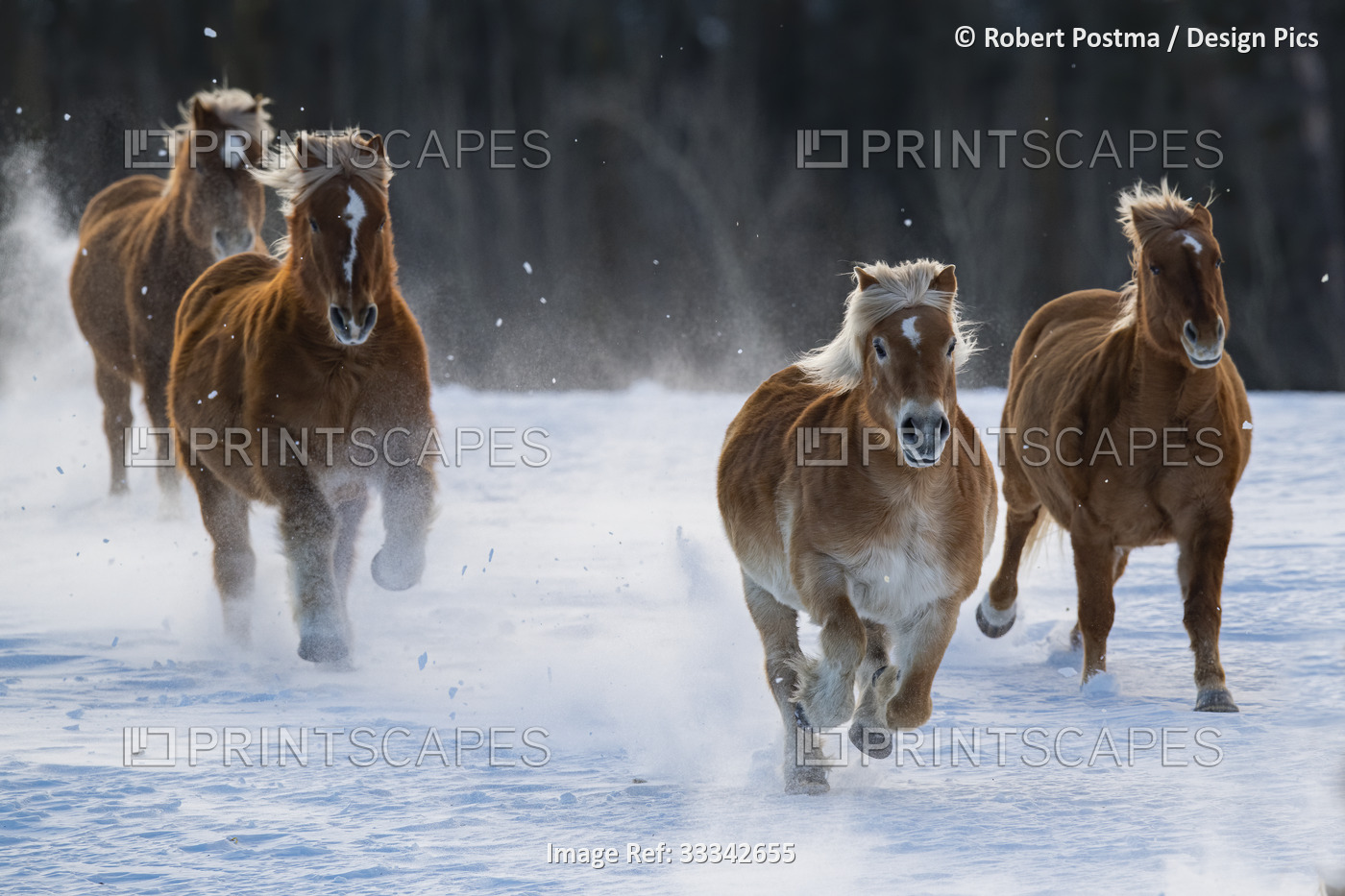 Horses (Equus ferus caballus) running through the snow; Whitehorse, Yukon, ...