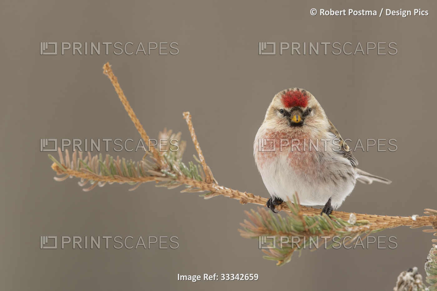 A beautiful bird with red and white colouring sits on a branch looking at the ...