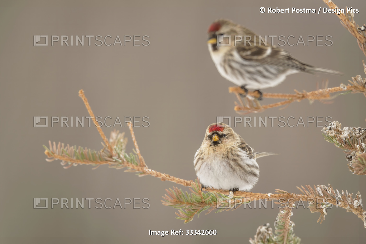 Two beautiful birds with red and white colouring sit on branches; Teslin, ...