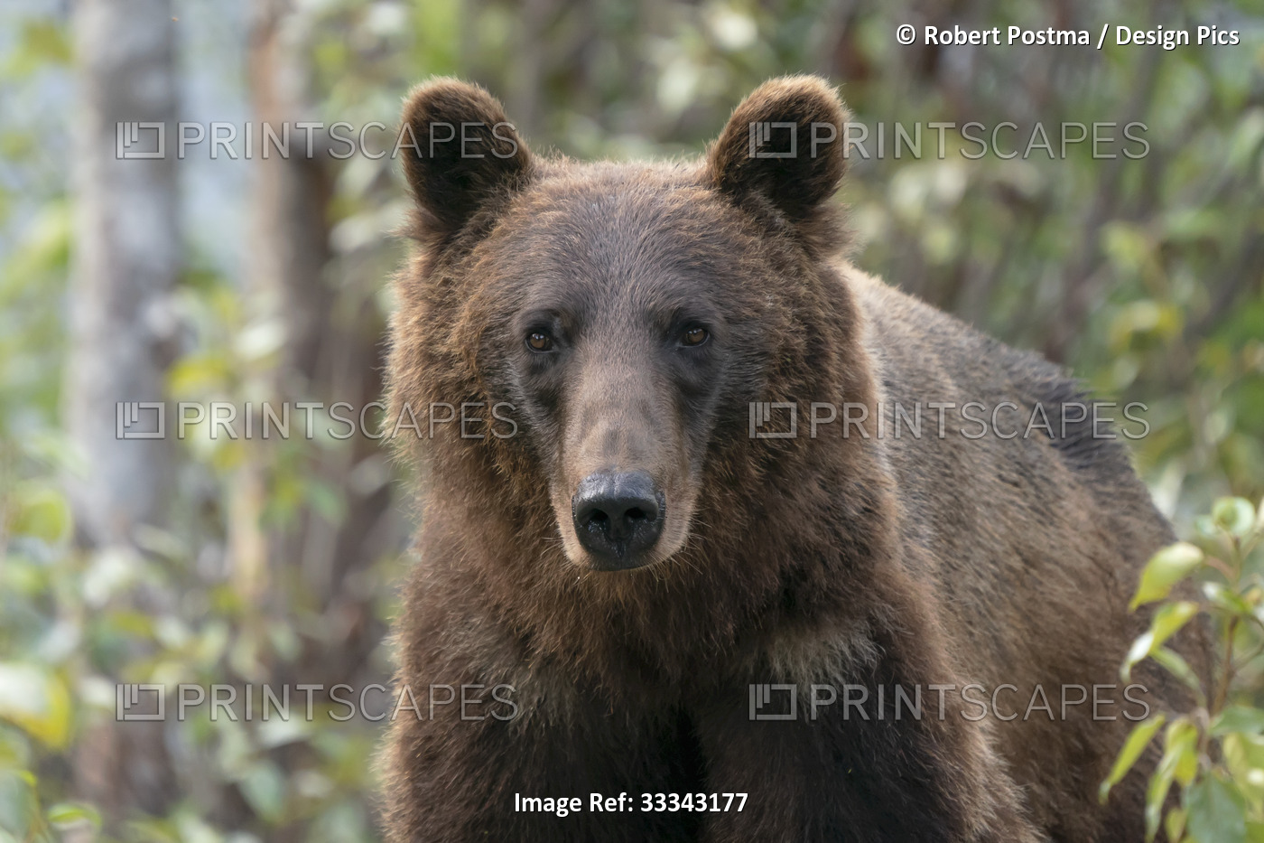 Portrait of a bear in a forest; Whitehorse, Yukon, Canada