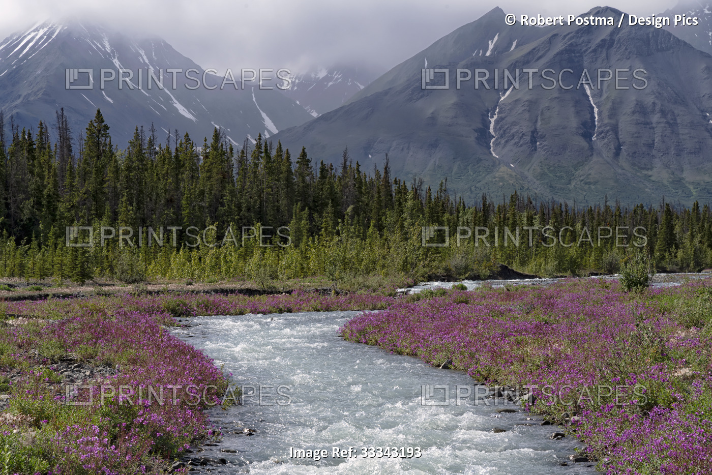 Pristine wilderness with blossoming fireweed beside a flowing river, forest and ...