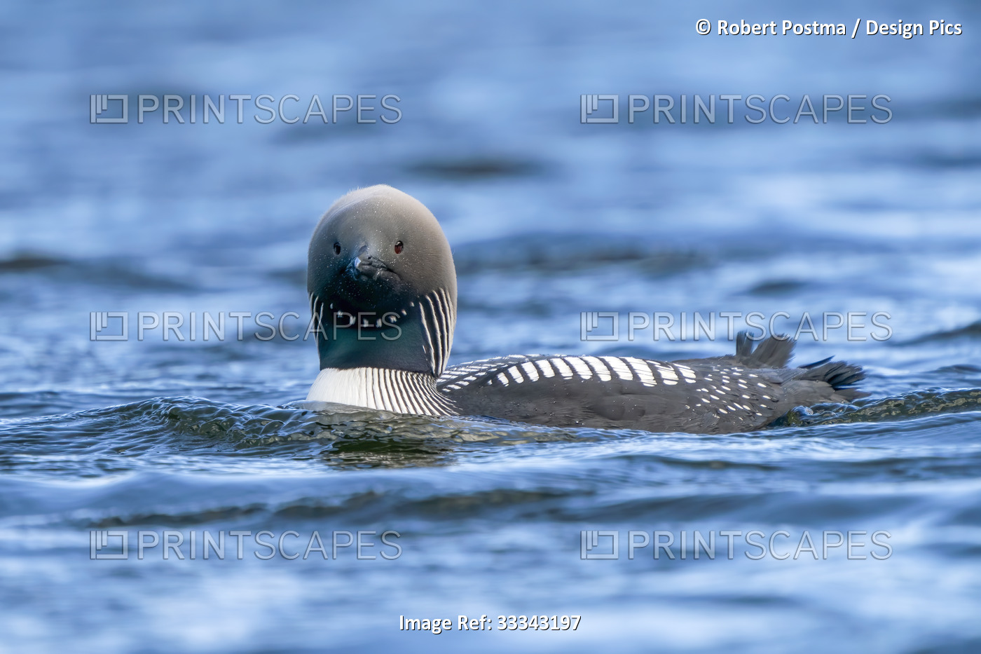 Common Loon (Gavia immer), also known as the Great Norther Diver, swimming in ...