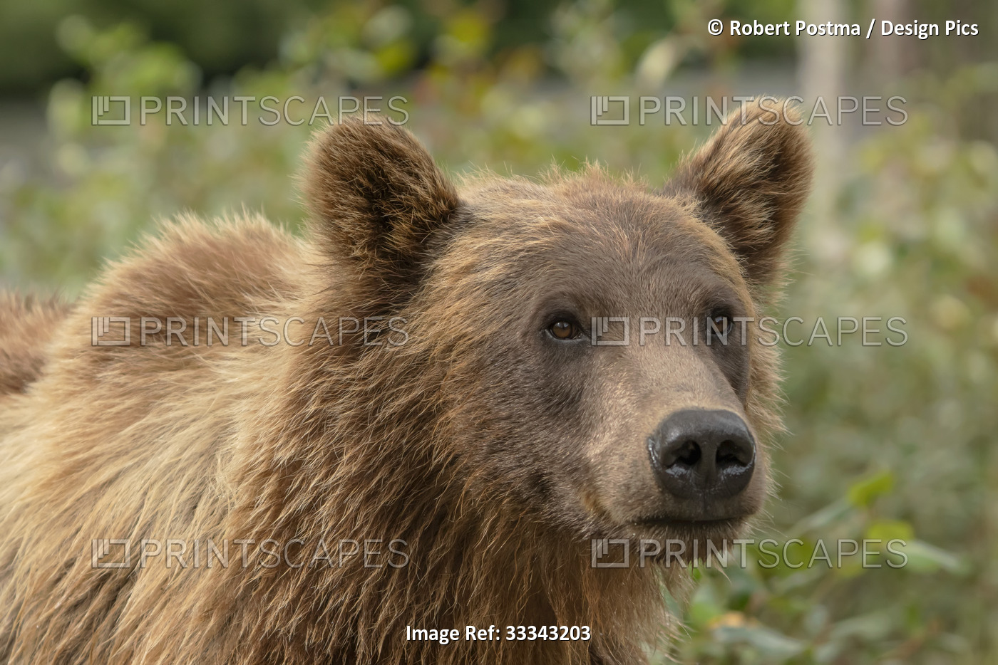 Close-up of a grizzly bear (Ursus arctos horribilis); Atlin, British Columbia, ...