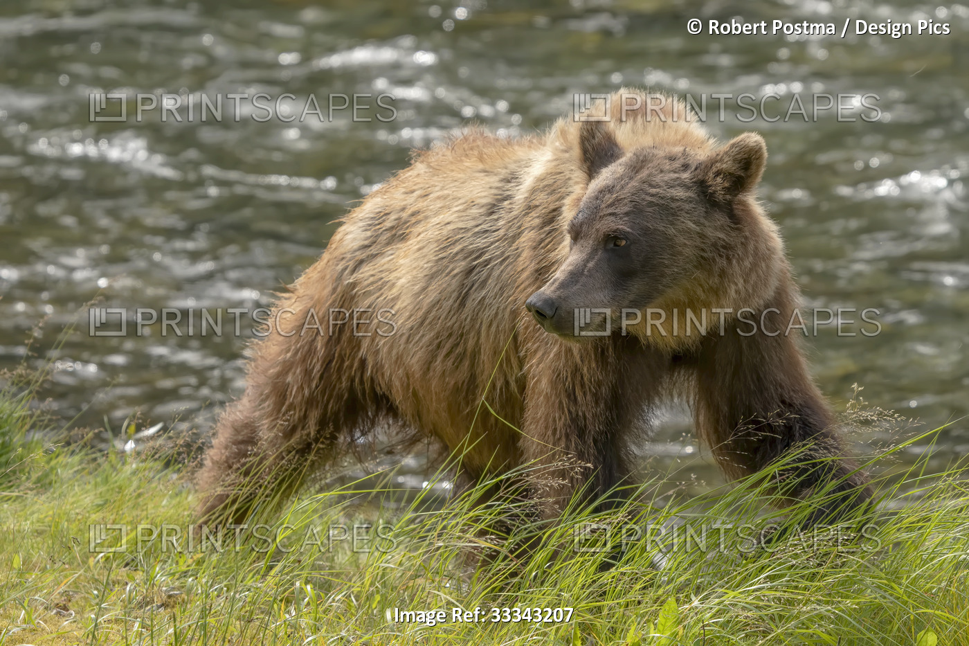 Grizzly bear (Ursus arctos horribilis) standing on the shore of a river; Atlin, ...